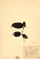 藏品(伏地杜鵑)的圖片